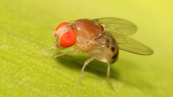 Сексуалният апетит на женските мухи-винарки пази живота на самците