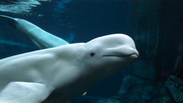 Върховният съд в Хага нареди на Япония да прекрати лова на китове (снимки 18+)
