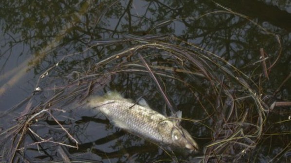 Мъртва риба плува в река Каменица