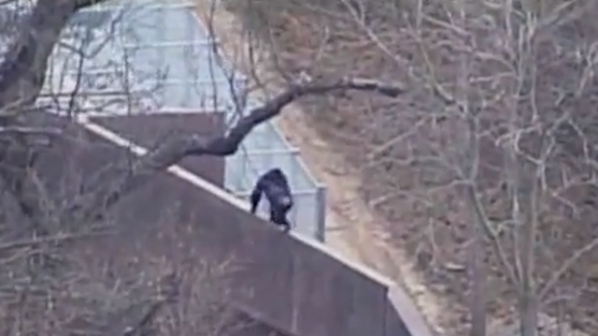 Шимпанзета си направиха стълба и избягаха от зоопарк (видео)