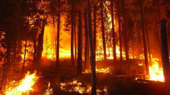 Зловещ пожар бушува в национален парк в Холандия