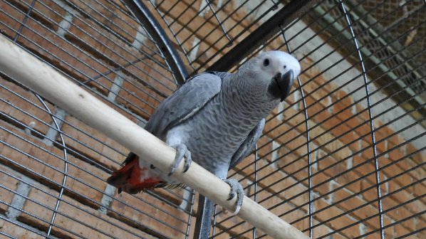 Наказаха РИОСВ-Шумен заради продажба на защитени папагали