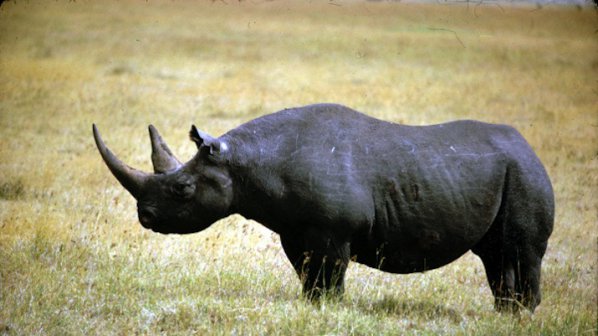 Носорозите изчезват като вид до 2020 г.