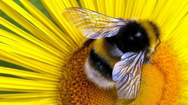 Пчелният прашец крие елементи от 17 пестицида