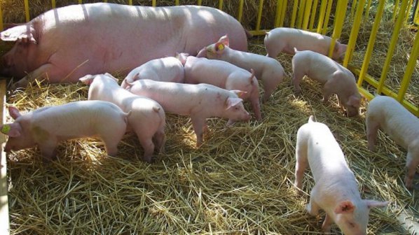 Субсидират стопаните, които хуманно отглеждат свине или птици