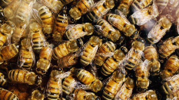 Пчели нахапаха до смърт 60-годишен мъж
