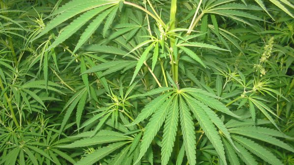 МВР откри 4,5 килограма марихуана в Петрич
