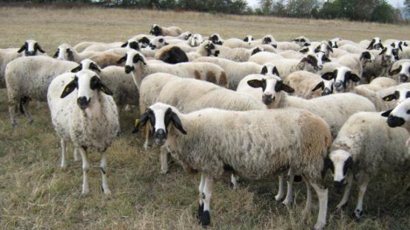 Състезания по стригане на овце и доене на кози ще има в Шабла