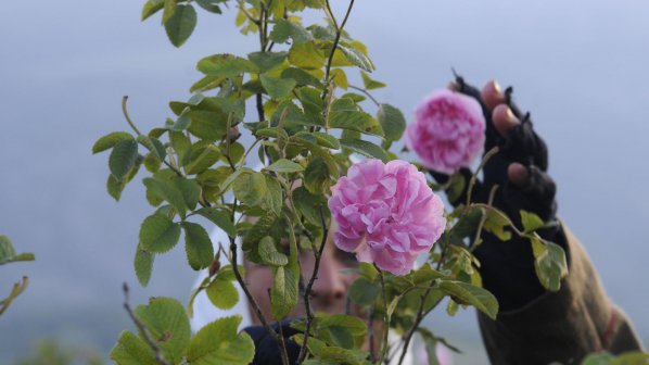 България изнася ликьор от рози и розова ракия