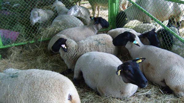 Връщането на пасищата ще доведе до подем в животновъдството, твърдят овцевъди
