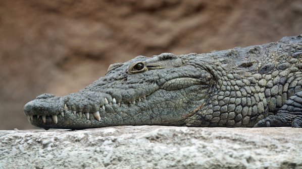 4-метров крокодил изяде малко момченце в Папуа Нова Гвинея