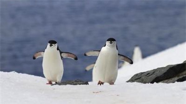 Гей двойка пингвини си излюпиха бебе от изоставено яйце