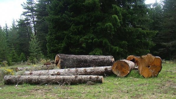 Изсякоха незаконно 75 куб. м дървета в село Паничино