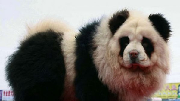 Панда-кучета продават в Китай
