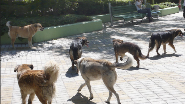 Озверели кучета нападат минувачи в Пловдив