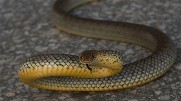 Ром, захапан от отровна змия, потроши Спешното в Монтана