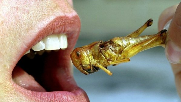 В САЩ започнаха да отглеждат насекоми за консумация