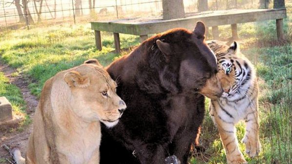 Необичайно приятелство между лъв, тигър и мечка (снимки+видео)