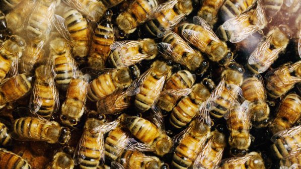 Рояци пчели тормозят Пловдив