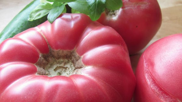 Розовият домат от Куртово Конаре влезе в Световната съкровищница на вкусовете