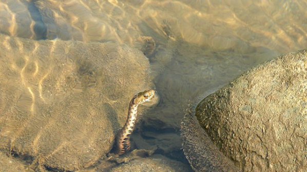 Водни змии пълзят из центъра на Перник