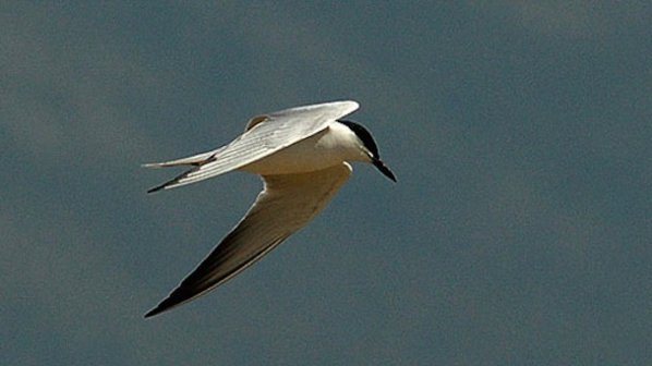 Колония от рядък вид птици се завърна след 18 г. край Бургас