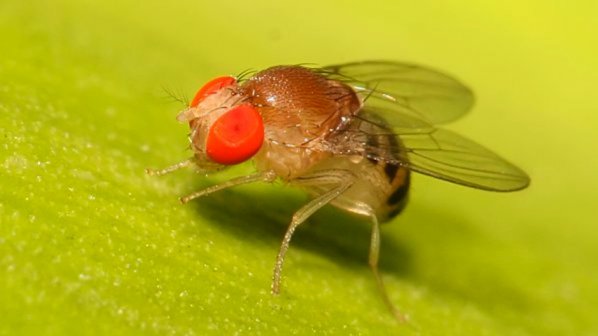 Най-популярният подсладител е и инсектицид