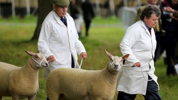 Учени разгадаха генома на овцата