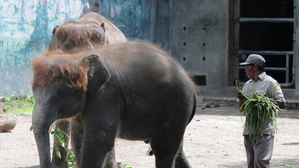 20 000 слона изтрепани в Африка миналата година