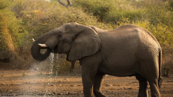 Убиха един от най-големите африкански слонове