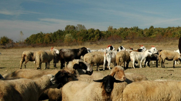 Пастири се биха в Разградско