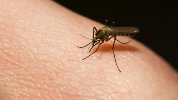 В Русе готвят протест срещу комарите