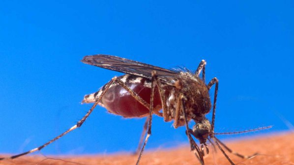 Внимание! Гръцки комари носят малария