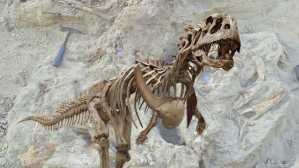 Учени вадят 500 кг останки от динозавър на 100 млн. г.