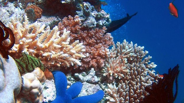 Кораловите рифове на Карибите могат да изчезнат