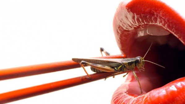 Яденето на насекоми е причината за големия мозък на хората