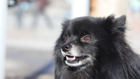 Япония откри старчески дом за кучета