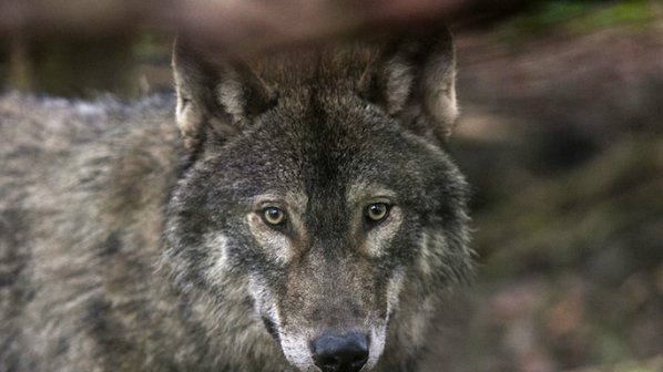 Японски учени: Вълците и кучетата говорят с поглед