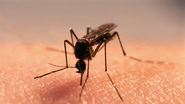 Родният комар пренася нилска треска