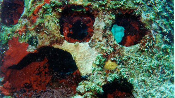 Учени: Рифовете в Карибско море изчезнат до 20 години