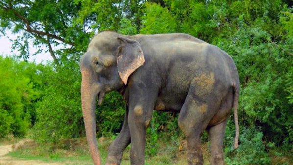 Слон се разплака при освобождаването си от плен (видео+снимка)