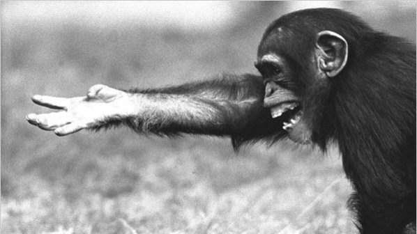 Учени разгадаха езика на шимпанзетата