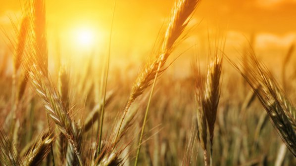 Цената на пшеницата със 17% по-надолу за година