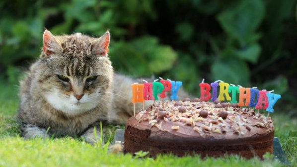 Най-старата котка в света стана на 28 години