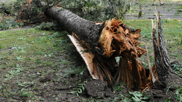 Бурята повали дърво в София