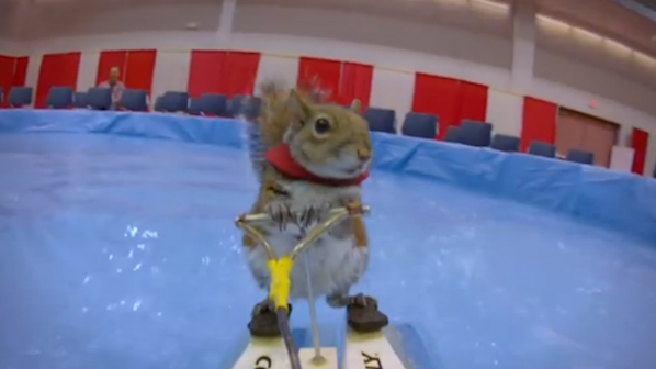 Катерица кара водни ски (видео)