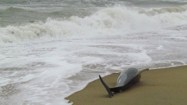 7 мъртви делфина край Бургас
