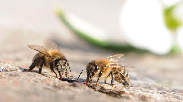 Пчели нападат стопаните си заради лошото време