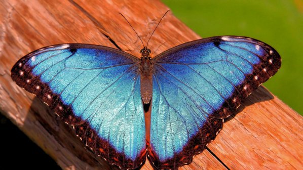 Пускат тропически пеперуди в музей в Бургас