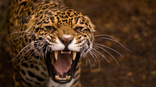 Ягуар избяга от ловешката зоологическа градина